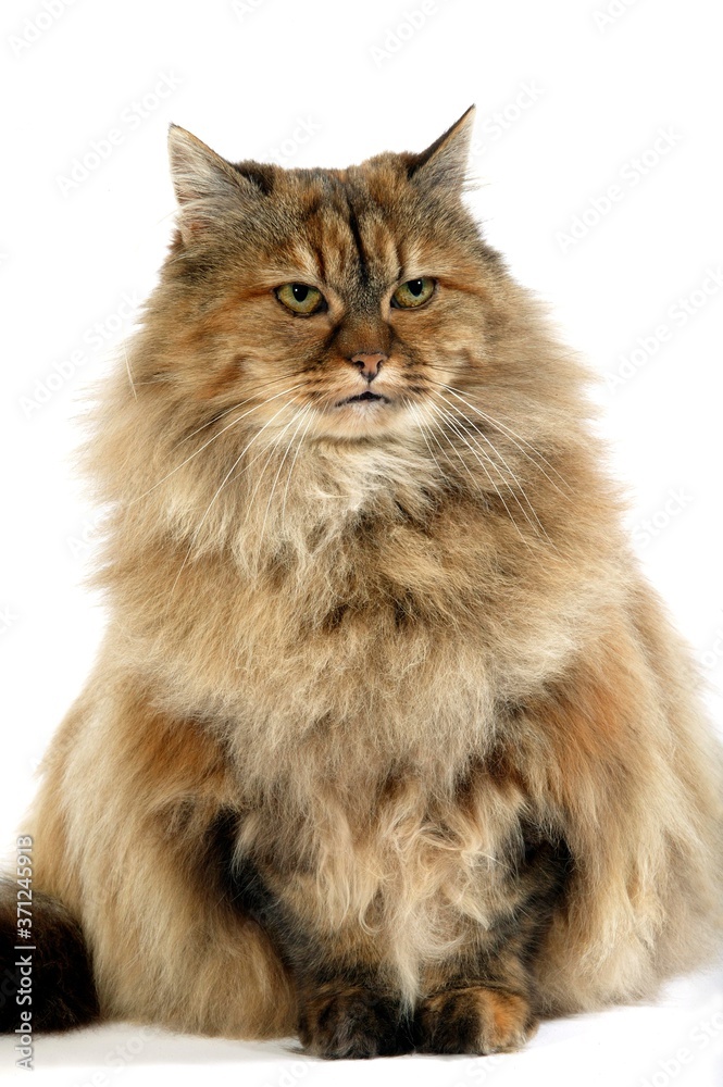 Fototapeta premium Tortoiseshell Persian Domestic Cat, Adult sitting against White Background