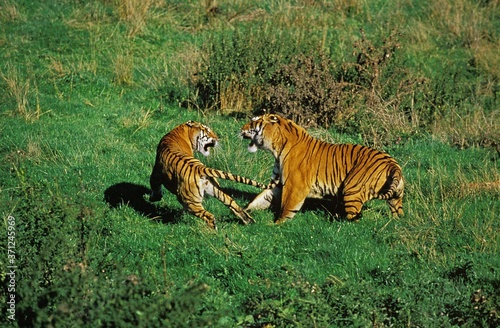 Photography Bengal Tiger, panthera tigris tigris, Adults fighting
