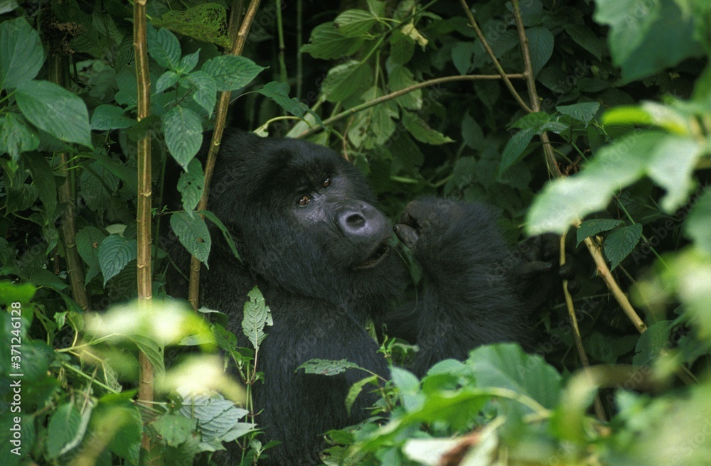 Mountain Gorilla, gorilla gorilla beringei, Silver Back Male camouflaged in Forest, Virunga Park in Rwanda