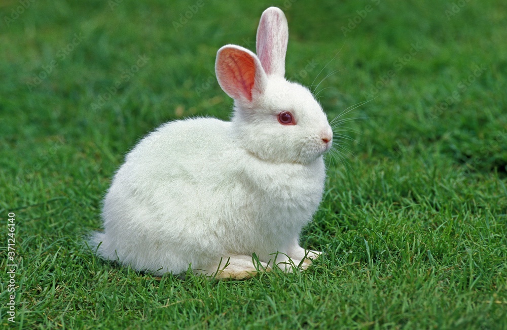 Albino Dwarft Rabbit standing on Grass Albino Dwarft Rabbit standing on Grass