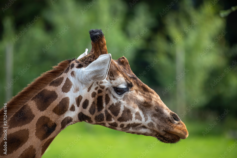 Giraffe, Giraffa camelopardalis, facial detail portrait.