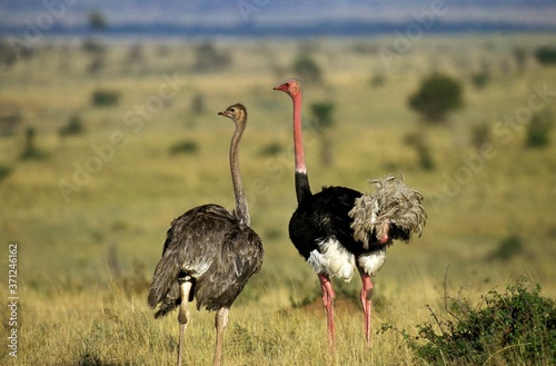 Ostrich, struthio camelus, Pair in Savannah, Kenya