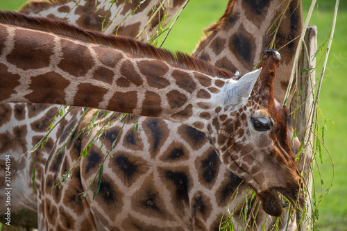 Obraz na płótnie Giraffe, Giraffa camelopardalis, facial detail portrait. w salonie