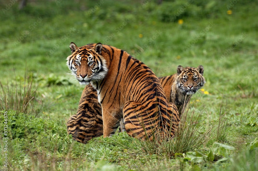 Obraz premium Sumatran Tiger, panthera tigris sumatrae, Mother with Cub