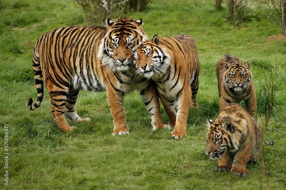 Fototapeta premium Sumatran Tiger, panthera tigris sumatrae, Mother with Cub