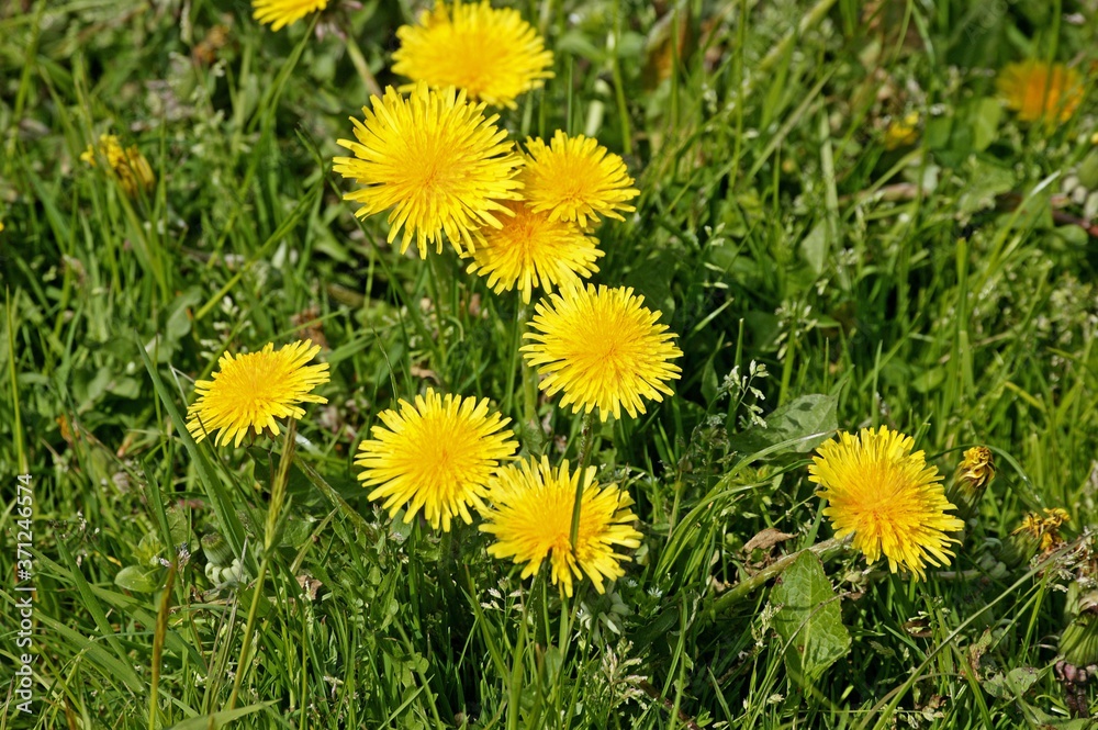Dandelion, taraxacum officinale, Normandy Dandelion, taraxacum officinale, Normandy