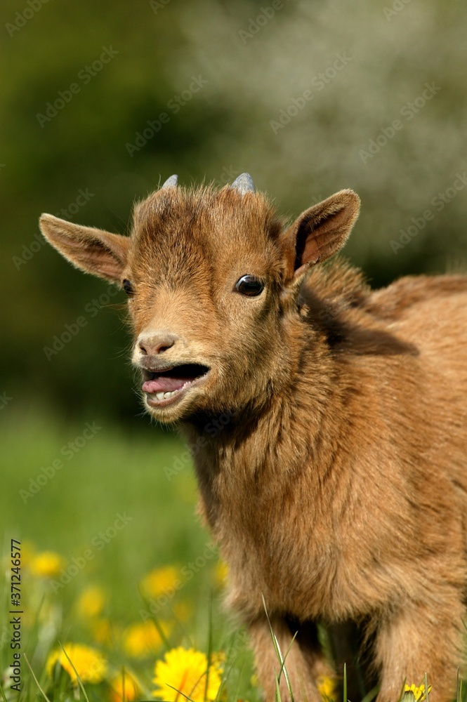 Fototapeta premium Pygmy Goat or Dwarf Goat, capra hircus, 3 Months Old Baby Goat Calling