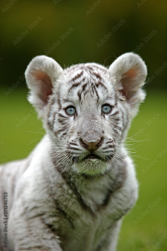 White Tiger, panthera tigris, Portrait of Cub White Tiger, panthera tigris, Portrait of Cub