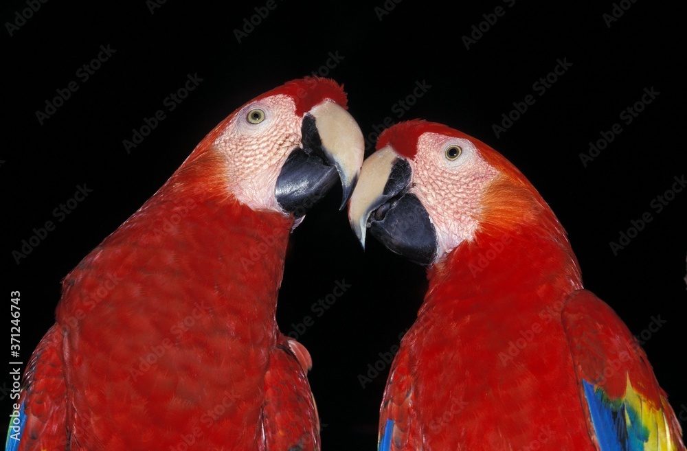 Fototapeta premium Scarlet Macaw, ara macao, Pair