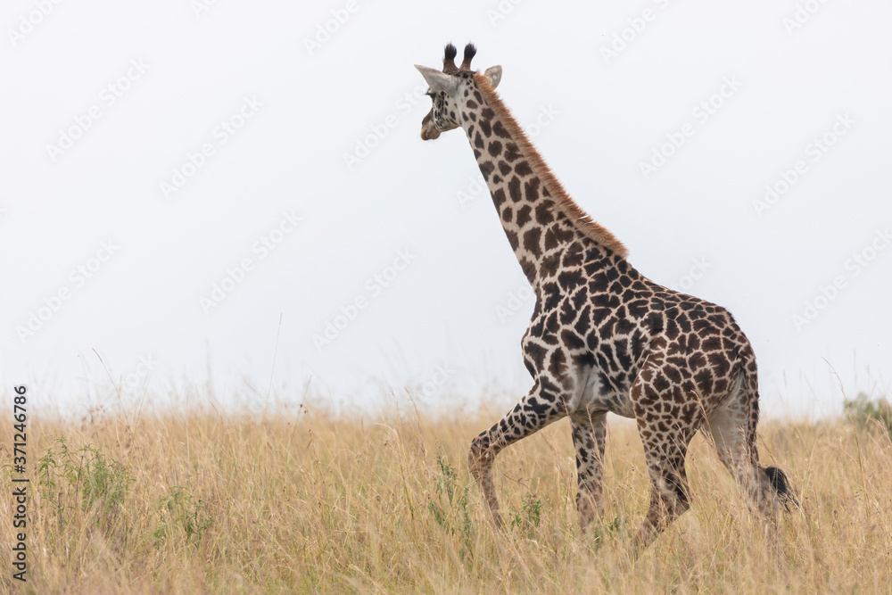 Young Giraffe On The Move On The Plains Of Maasai Mara Young Giraffe On The Move On The Plains Of Maasai Mara