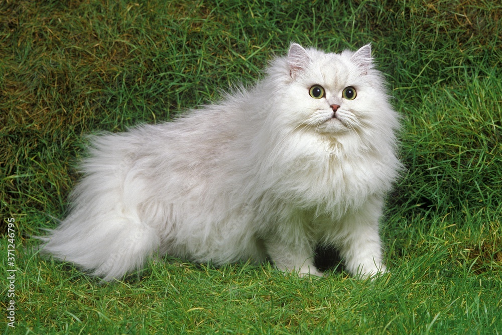 Chinchilla Persian Domestic Cat standing on Grass Chinchilla Persian Domestic Cat standing on Grass