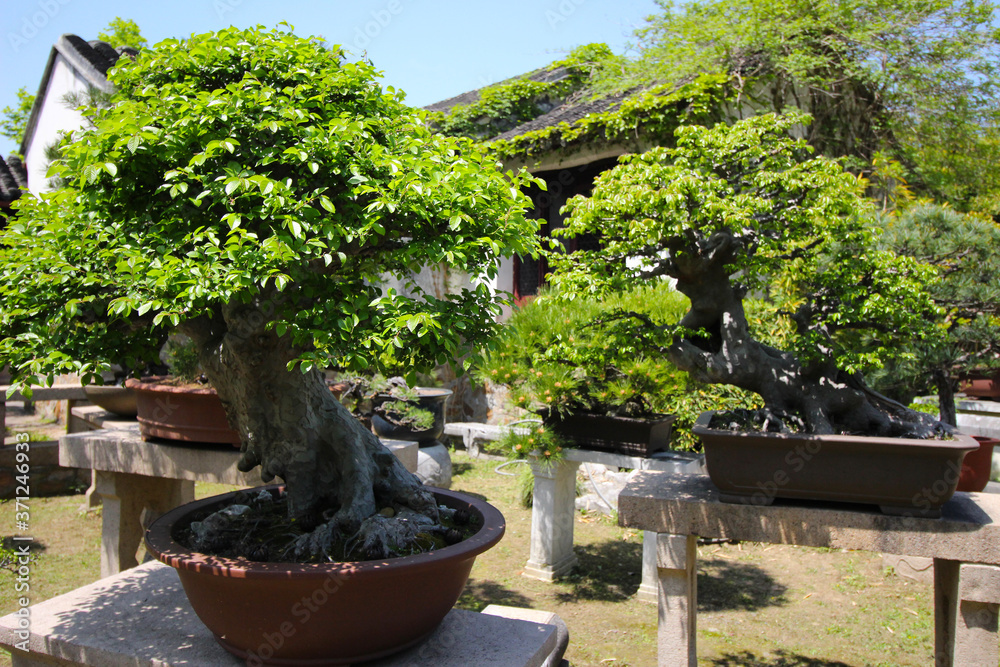 Very old Bonsai tree in garden in Shanghai, China Very old Bonsai tree in garden in Shanghai, China