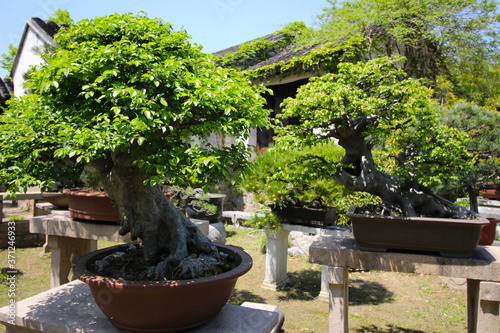 Very old Bonsai tree in garden in Shanghai, China
