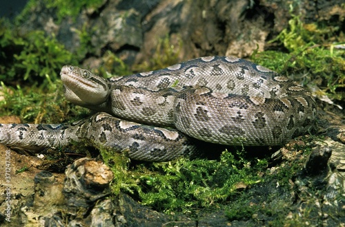 Argentine Rainbow Boa, epicrates cenchria alvarezi photo