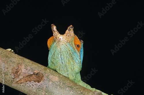 Parson's Chameleon, chamaeleo parsonii, Head of Adult