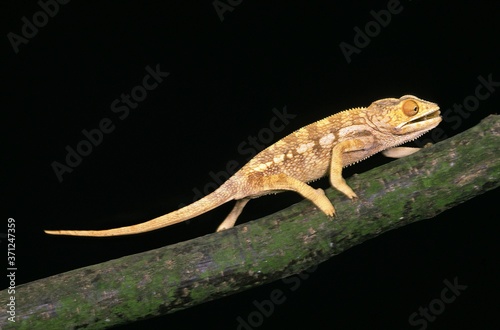 Oustalet's Chameleon, chamaeleo oustaleti, Adult walking on Branch