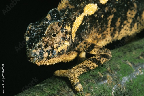 Jewelled Chameleon or Carpet Chameleon, furcifer lateralis, Adult changing Color photo