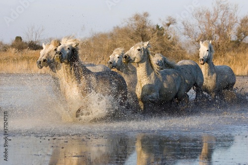 Camargue Horse, Herd standing in Swamp, Camargue in the South of France