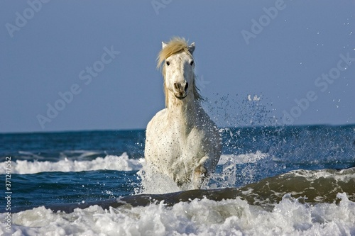 Camargue Horse Galloping on Beach, Saintes Maries de la Mer, Camargue in the South of France