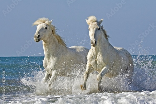 Fototapeta Naklejka Na Ścianę i Meble -  Camargue Horse Galloping on Beach, Saintes Maries de la Mer, Camargue in the South of France