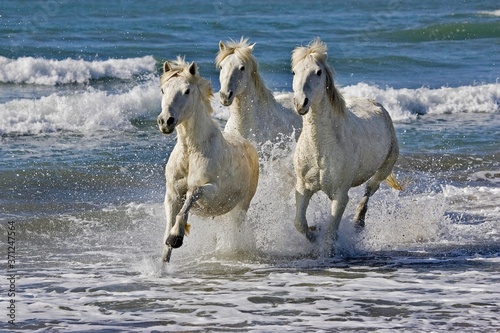 Fototapeta Naklejka Na Ścianę i Meble -  Camargue Horse Galloping on Beach, Saintes Maries de la Mer, Camargue in the South of France
