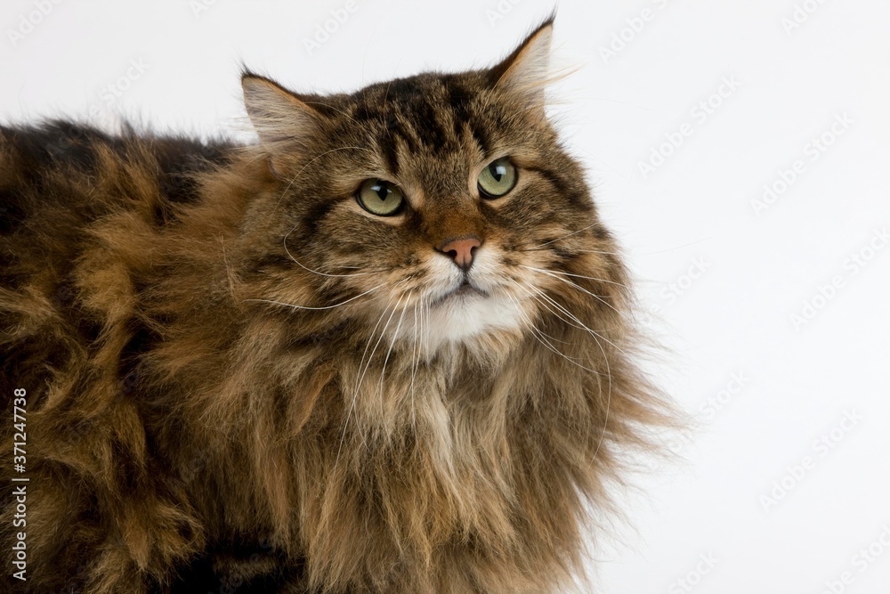 Angora Domestic Cat, Male laying against White Background