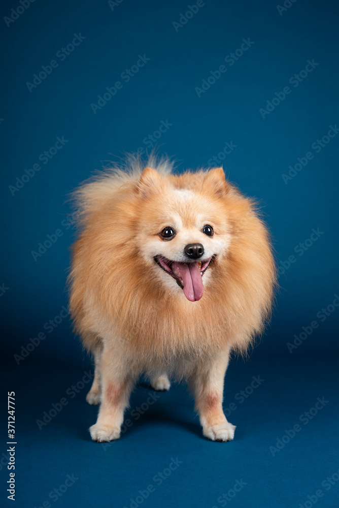 German mittel spitz on a blue background isolated German mittel spitz on a blue background isolated