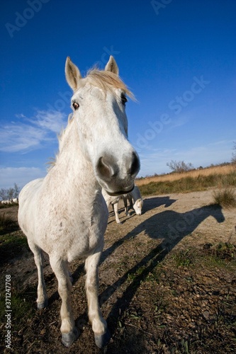 Camargue Horse, Camargue in the South of France © slowmotiongli