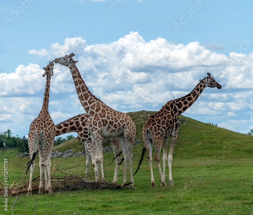 Wild Animal Giraffe Family in Hamilton Lion Safari, Ontario, Canada