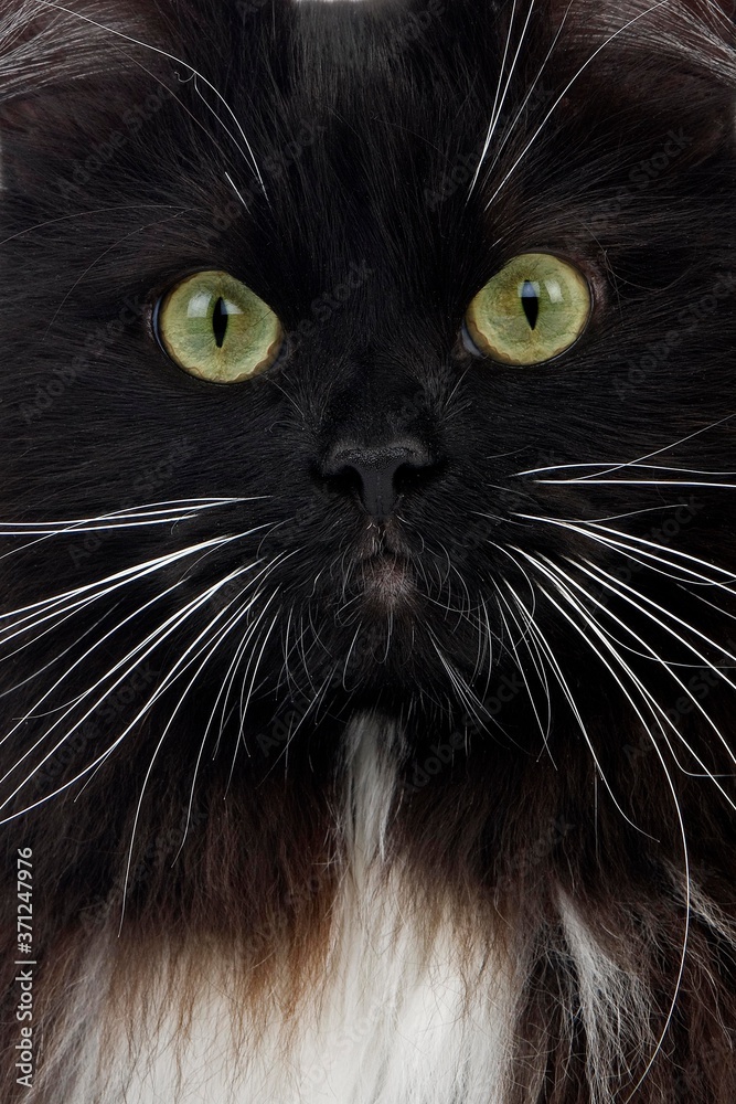 Black and White Siberian Domestic Cat, Portrait of Female Black and White Siberian Domestic Cat, Portrait of Female