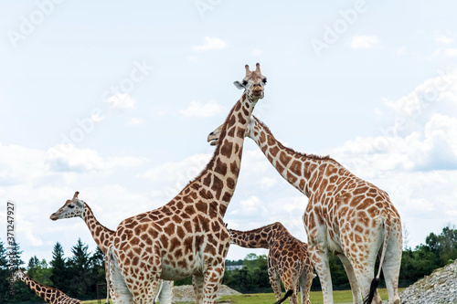 Wild Animal Giraffe Couple in Hamilton Lion Safari  Ontario  Canada