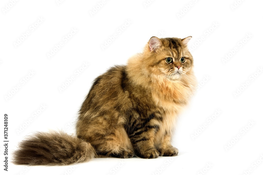 Golden Persian Domestic Cat sitting against White Background