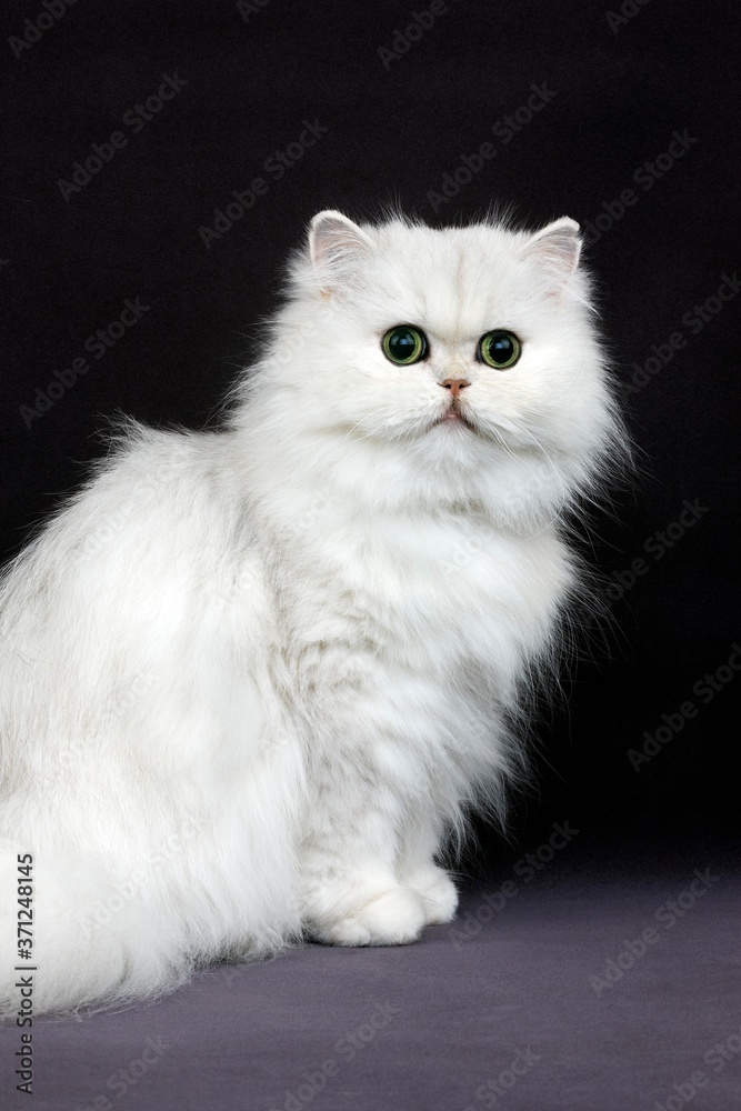 Chinchilla Persian Domestic Cat with Green Eyes, Cat sitting agaisnt Black Background Chinchilla Persian Domestic Cat with Green Eyes, Cat sitting agaisnt Black Background