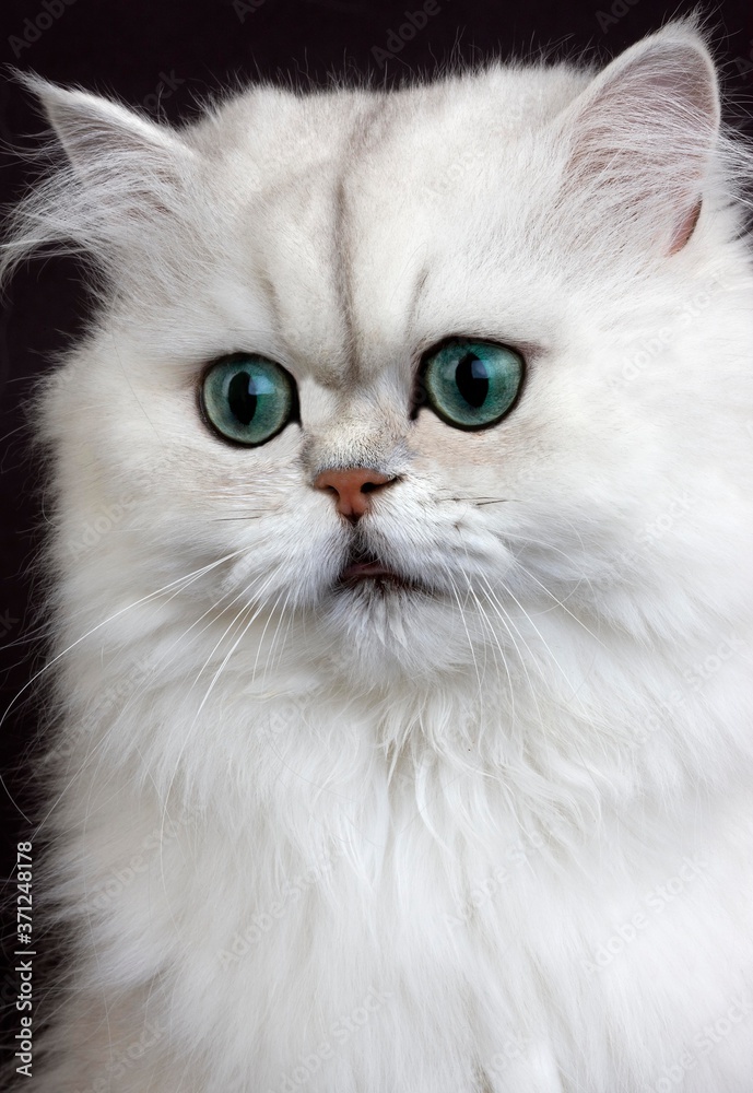 Chinchilla Persian Domestic Cat with Green Eyes, Portrait of Adult