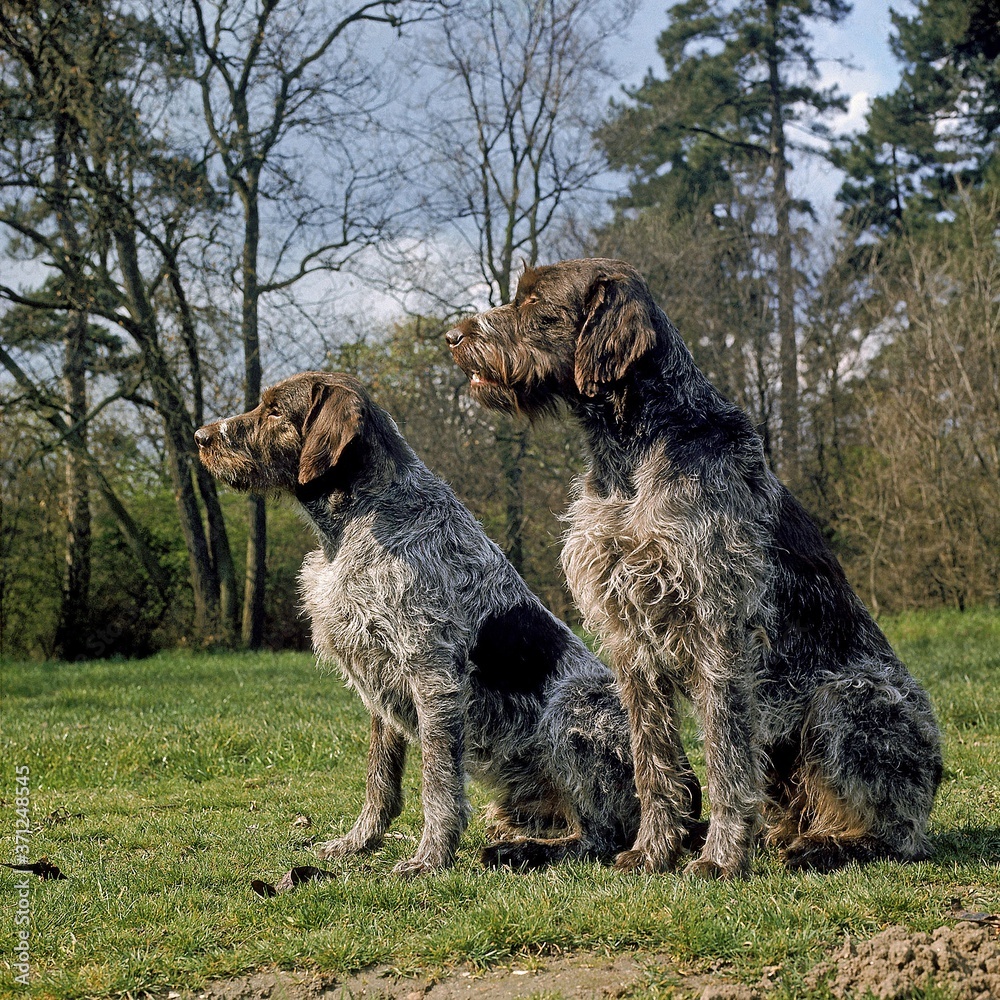 Korthal Dog or Wire-Haired Griffon sitting near Forest O Korthal Dog or Wire-Haired Griffon sitting near Forest O