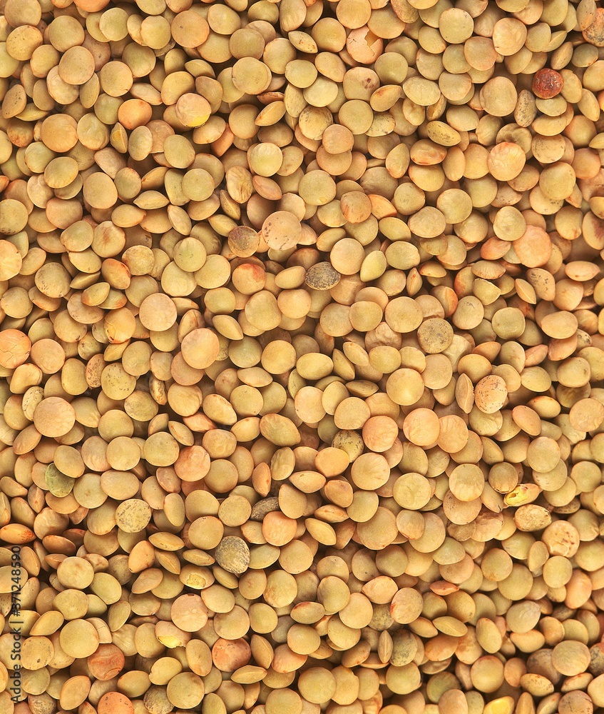 French Blond Lentils from Saint Flour, lens esculenta French Blond Lentils from Saint Flour, lens esculenta