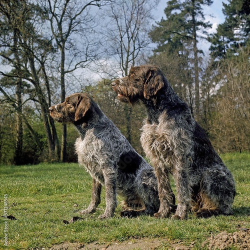 Korthal Dog or Wire-Haired Griffon sitting near Forest O