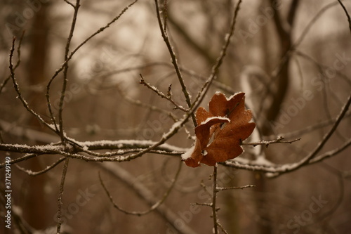 liść, uschnięty liść pokryty śniegiem 