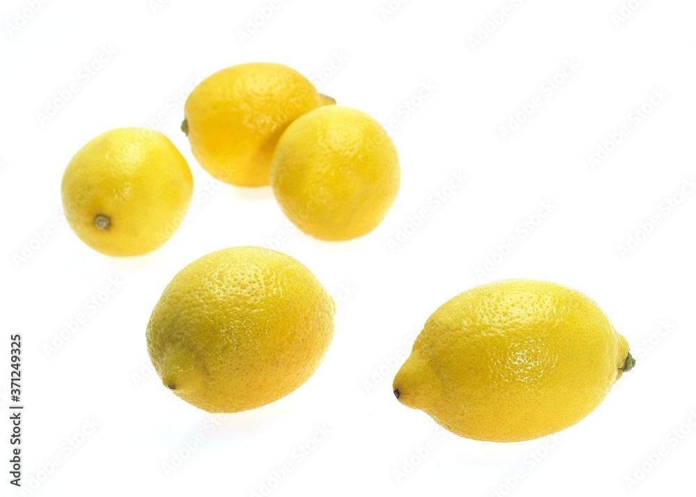 Yellow Lemons, citrus limonum against White Background Yellow Lemons, citrus limonum against White Background