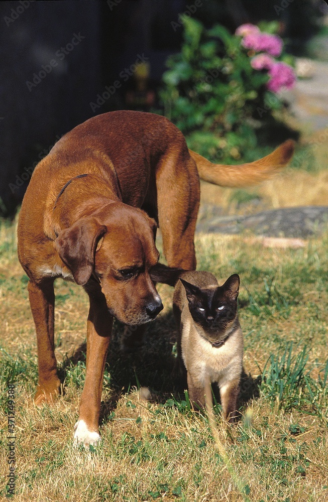 Seal Point Siamese Domestic Cat with Rhodesian Ridgeback