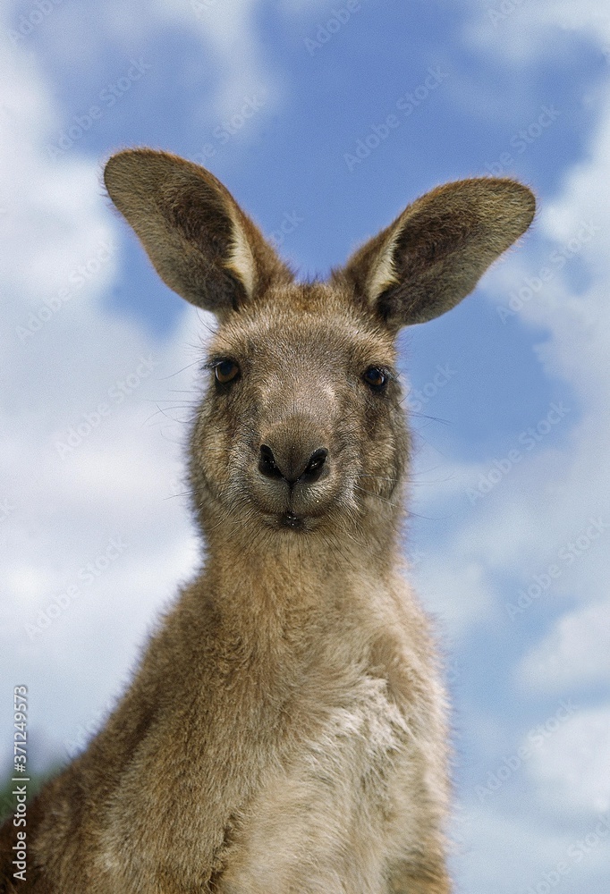 Eastern Grey Kangaroo, macropus giganteus, Portrait of Adult, Australia Eastern Grey Kangaroo, macropus giganteus, Portrait of Adult, Australia