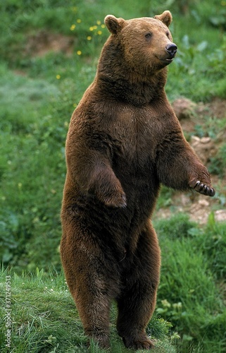 Brown Bear, ursus arctos, Adult standing on Hind Legs, Looking aroung