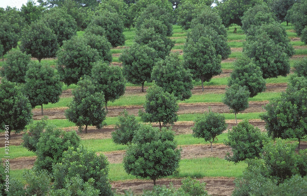 Orchard in Australia