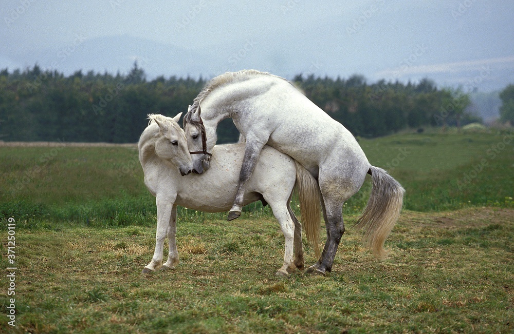 Fototapeta premium Lipizzan Horse, Mare and Stallion mating
