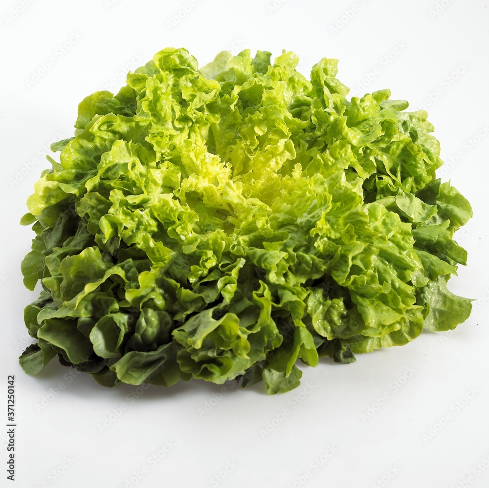 French Salad called Corne de Cerf, lactuca sativa against White Background French Salad called Corne de Cerf, lactuca sativa against White Background