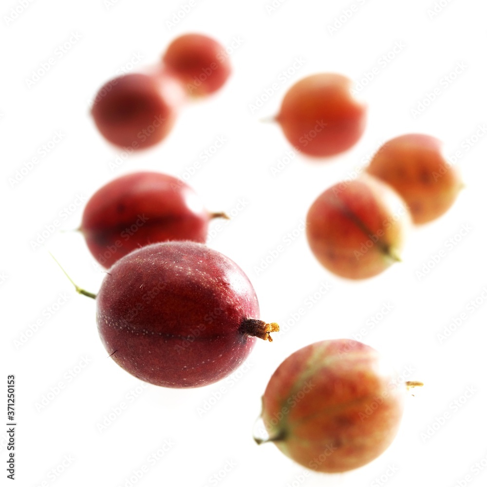 Gooseberries, ribes grossularia against White Background Gooseberries, ribes grossularia against White Background