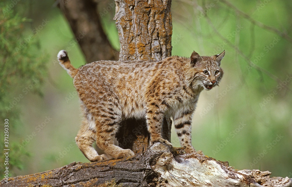 Ταπετσαρία Bobcat, lynx rufus, Adult standing Branch, Canada