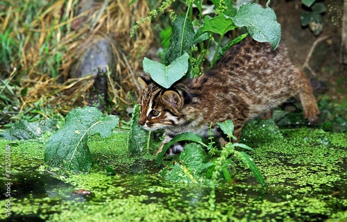 Leopard Cat, prionailurus bengalensis, Adult fishing in Swamp
