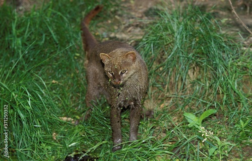 Jaguarundi, herpailurus yaguarondi, Adult photo