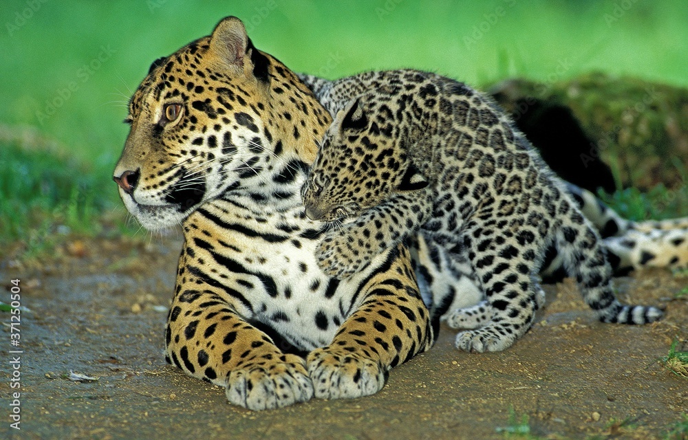 Jaguar, panthera onca, Mother playing with Cub Jaguar, panthera onca, Mother playing with Cub
